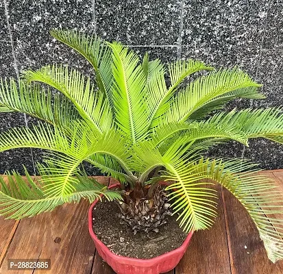 Baishnab  Cycas Revoluta Plant Live Plant CF231 C-thumb0