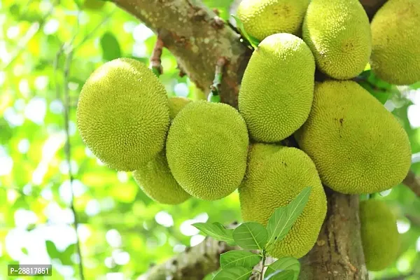 Baishnab  Jackfruit KATHAL02 Jack Fruit Plant-thumb0