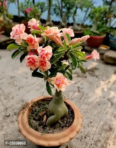 Baishnab Adenium Plant Adeniyam plant A11