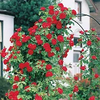 Baishnab Rose Plant miniature rose plant-thumb1