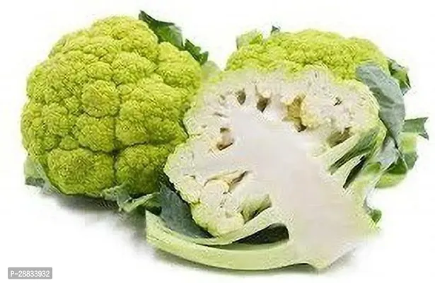 Baishnab Cauliflower seed 100 per packet jjCauliflower Verde di Macerata Light Green Exotic Seeds100PIECE