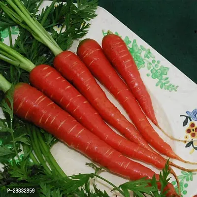 Baishnab Carrot seed 250ps mc f5rtVegetable Carrot Seeds Gajar Ke Beej VHS23250PIECE-thumb0