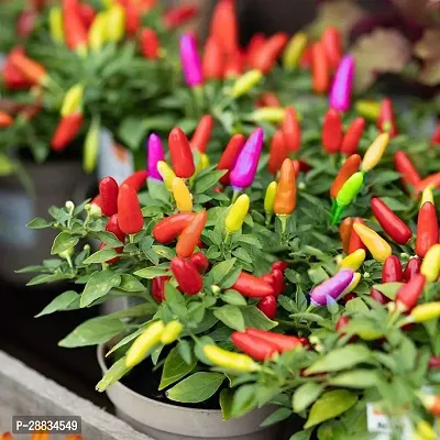 Baishnab capsicum seed vca Organic Capsicum Frutescens Colorful Seeds500PIECE