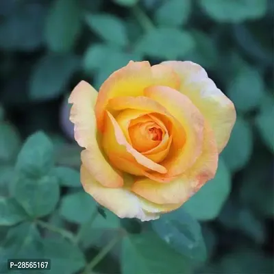 Baishnab Rose Plant Rose (Yellow - Orange) - Plant-thumb0