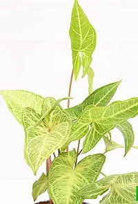 Baishnab Syngonium Plant Plants 344-thumb1