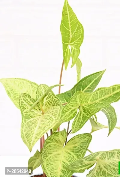 Baishnab Syngonium Plant Plants 344-thumb2