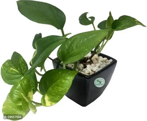 Baishnab Money Plant Money Plant Green with black square ceramic pot-thumb0