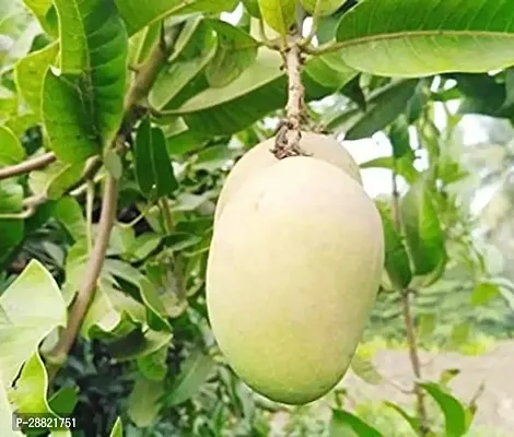 Baishnab  Haping mango plant Mango Plant