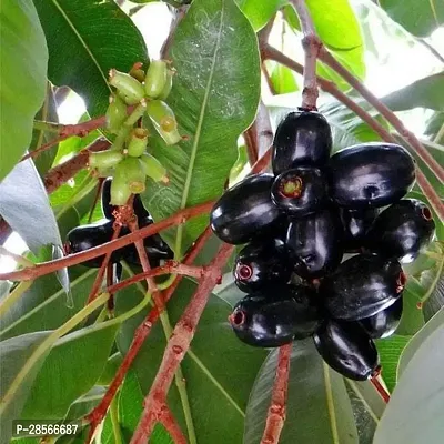 Baishnab Jamun Plant Jamun Tree, Syzygium cumini - Plant-thumb0