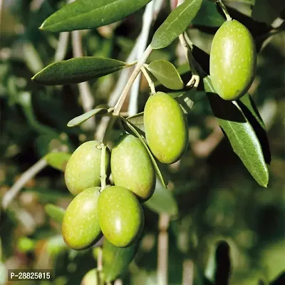 Baishnab  Indian OliveJalpai Live Plant CF012 ZZ-thumb0