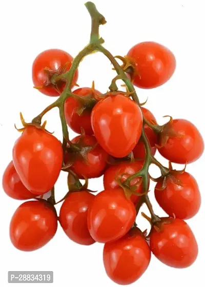 Baishnab tomato seed250 ps cfrFast Grow TOMATO   Cherry   F1 Hybrid Seeds Gardeners Delight250PIECE-thumb0