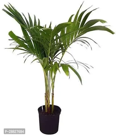 Baishnab  Christmas Palm Manila Palm Dwarf Royal