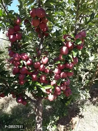 Baishnab Apple Plant APPLE PLANT PHGG-thumb3