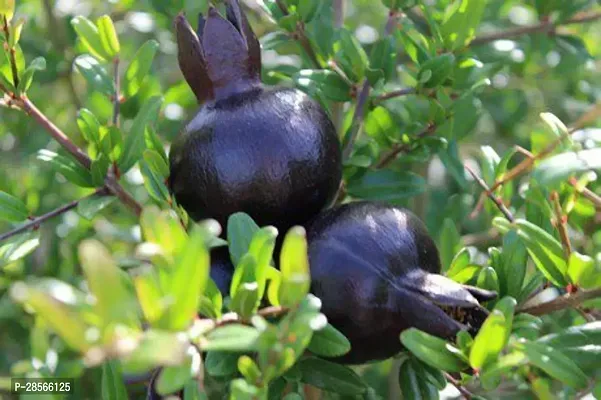 Baishnab Pomegranate Plant BYRT154