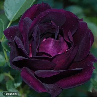 Baishnab  Indigo Velvet Plant Rose Plant