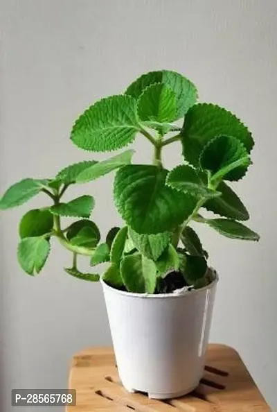 Baishnab Ajwain Plant Ajwine Plant With White Pot