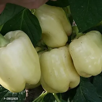 Baishnab Capcicum seed 360 per packet  rbShimla Mirch  Capsicum Hybrid Vegetable Seeds   S7356360PIECE-thumb0