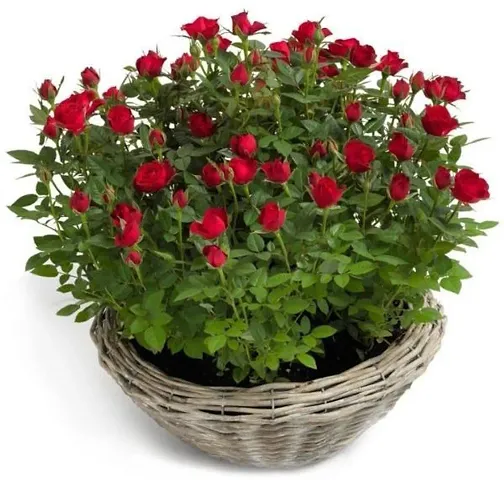 Best Selling Plant & Planters 