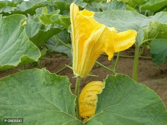 Baishnab Pumpkin seed 1000 ps mc1000 Seeds 2114 KL ClQ1000PIECE-thumb3