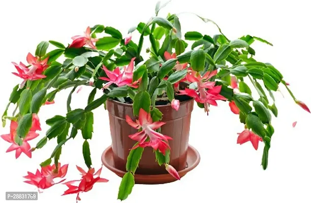 Baishnab  BP33 Zygocuctus indoor flower plant with-thumb0