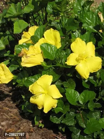 Baishnab  Hibiscus Yellow Plant CF70050 Hibiscus-thumb0