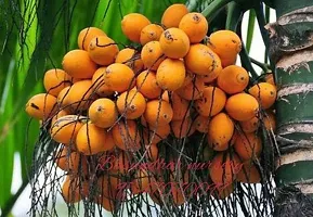 Baishnab Betel NutSupari Plant BETAL NUT-thumb1