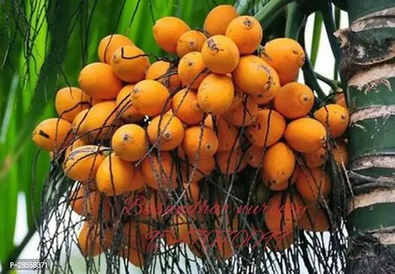 Baishnab Betel NutSupari Plant BETAL NUT-thumb2