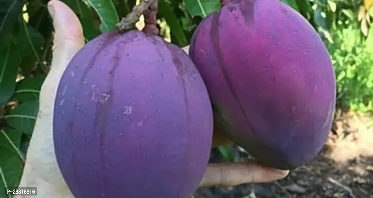 Baishnab  Purple Mango Plant Mango Plant