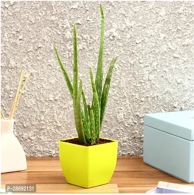 Baishnab Aloe Vera Plant FS-CC061-thumb0