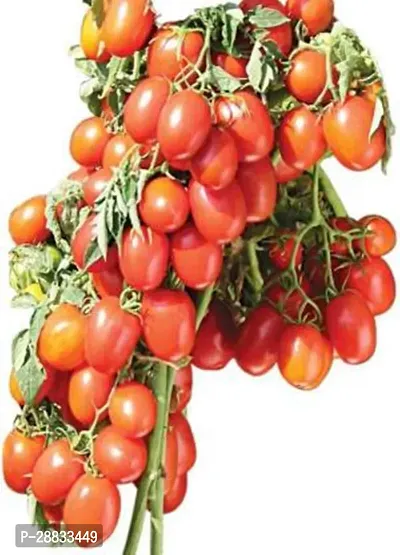 Baishnab Toma Sed cf0 260psRed Tomato Seeds260PIECE-thumb0