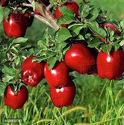 Baishnab  Live Red Apple Fruit Plant Apple Plant