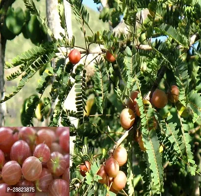 Baishnab  Thai Red Gooseberries Amlaki Fruit Amla P