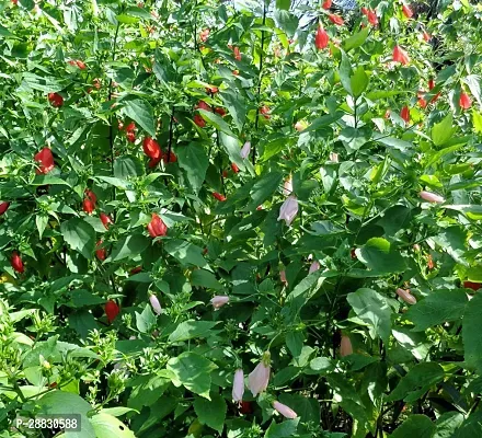 Baishnab  Red chilli Hibiscus Plant Hibiscus Plant