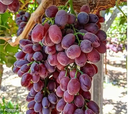 Baishnab  Hybrid GrapesAngoor PlantCFA135 Grape-thumb0