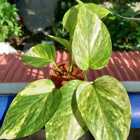 Earth and Plants Nursery Golden pothos/Ceylon Creeper/Hunter's Robe/Ivy Arum/Money Plant/Silver Vine/Marble Queen/Taro Vine Healthy Lucky Indoor Live Plant