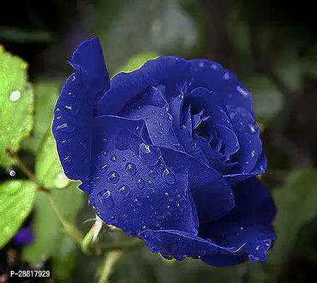 Baishnab  Blue Rose Plant33 Rose Plant-thumb0