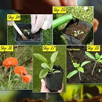 Baishnab Chili Seed  40 psBlack Prince Chilli Pepper Imported Seeds40PIECE-thumb1