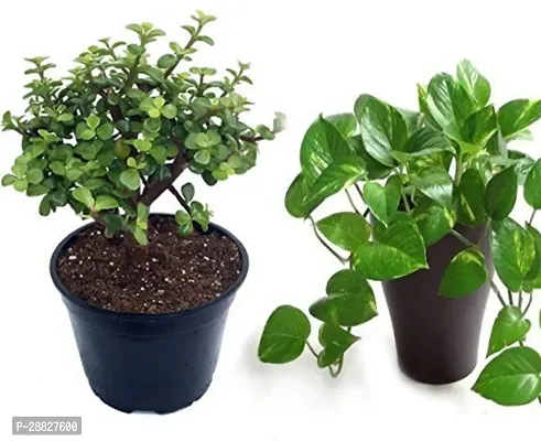 Baishnab  combo of 2 money plant and jade plant Mon