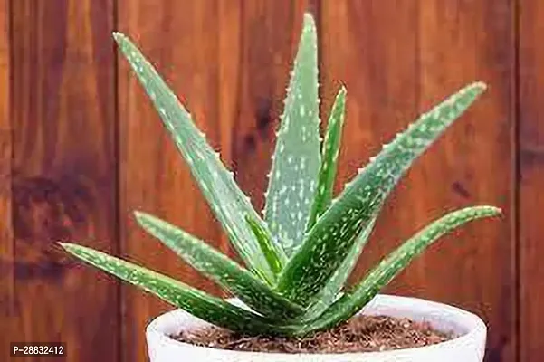 Baishnab  Aloevera Seculaind Aloe Vera Plant-thumb0