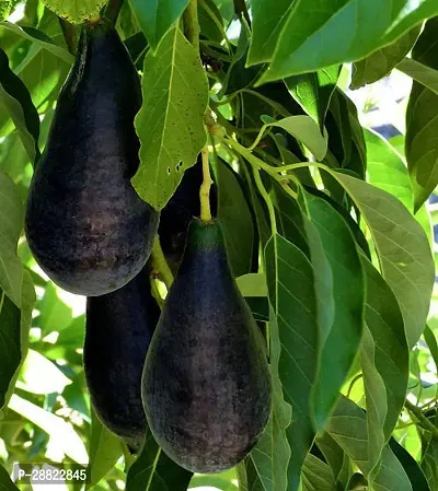 Baishnab  Reed Avocado Live Plant