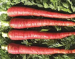 Baishnab Carrot  seed300 per packet rbRED CARROT  LAAL GAJAR   GAJAR RUPSLI SEEDS FOR KITCHEN GARDENING300PIECE-thumb1