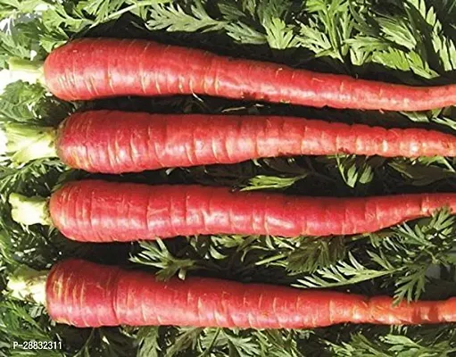 Baishnab Carrot  seed300 per packet rbRED CARROT  LAAL GAJAR   GAJAR RUPSLI SEEDS FOR KITCHEN GARDENING300PIECE-thumb2