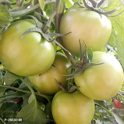 Baishnab tomato seed 500 ps vvmk Beefsteak Chocolate Large Tomato Organic Seeds500PIECE