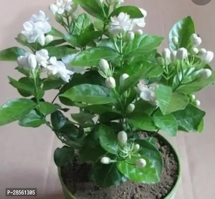 Baishnab Jasmine Plant sivsankar enterprises-thumb0