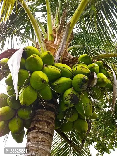 Baishnab  fcw01 Coconut Plant-thumb0