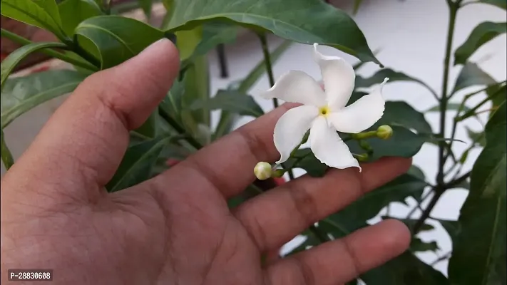 Baishnab  Night bloom Jasmine Tagar Plant Night B