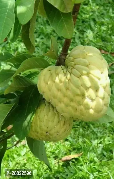 Baishnab  carstud applenoni plant Custard Apple Pl-thumb0