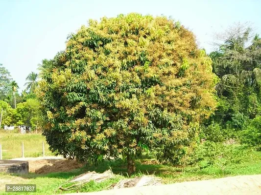 Baishnab  All time Mango plant0055 Mango Plant