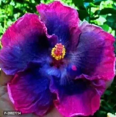 Baishnab  Hybrid Hibiscus Flower Live PlantCF390