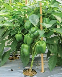 Baishnab Capsicum seed  50ps aAWM 65330PIECE-thumb1